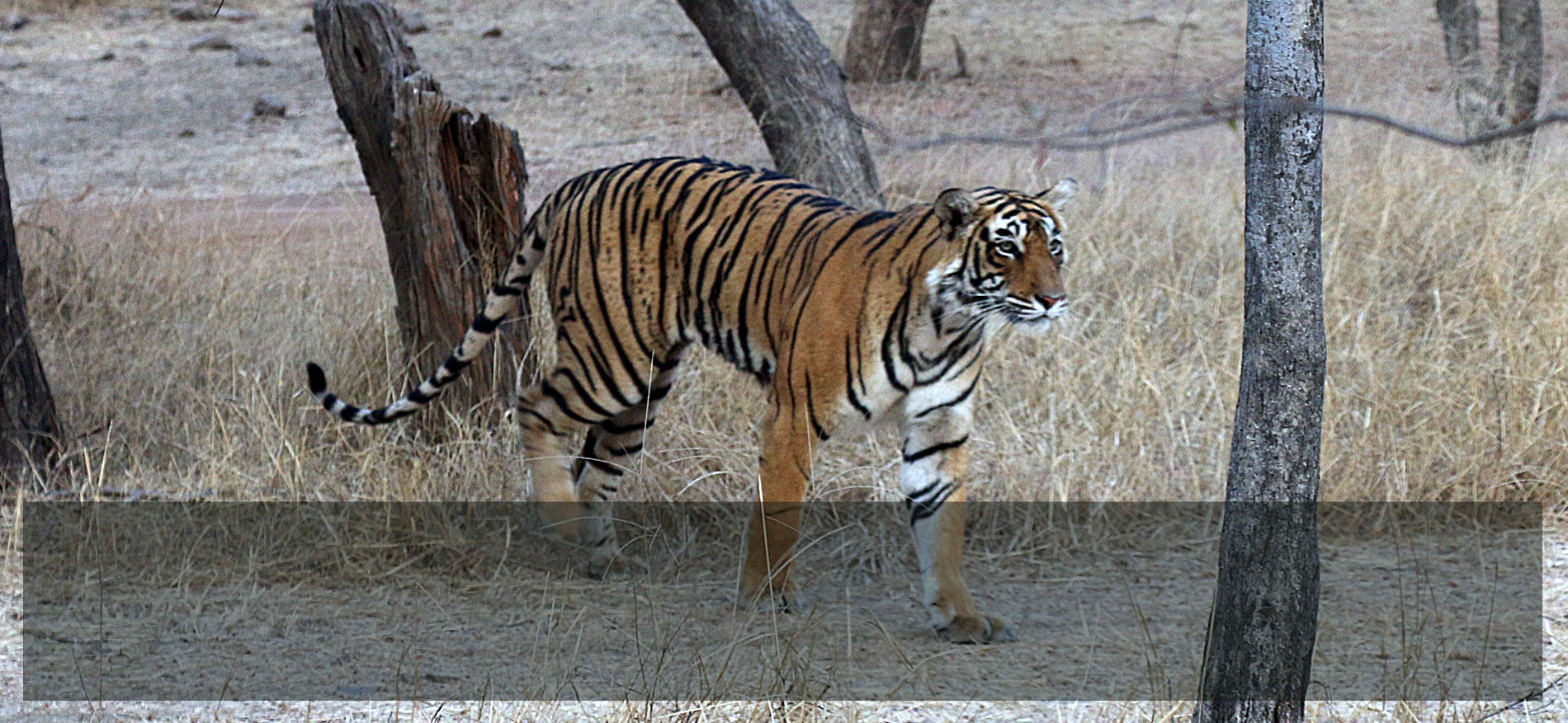 Tiger, Ranthambore