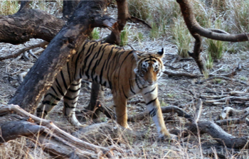 tiger, ranthambore